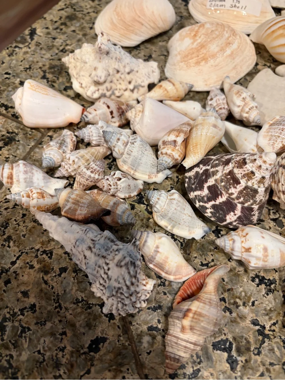 Natural Sea Shell Lot Starfish Sand Dollars Clam Shells Conch Shells